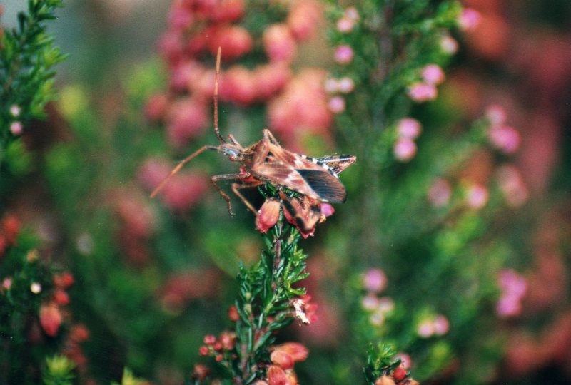 Coreidae: Leptoglossus occidentalis della Lombardia